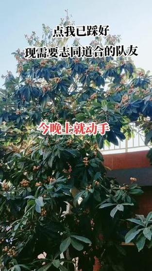 2025新澳门正版免费挂牌灯牌和老人上树摘枇杷被困与爬树摘枇杷